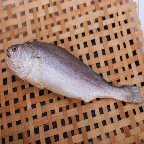 반건조 생선 생선구이 금조기 부세조기 전자렌지 에어프라이어용 반찬구이용 중(中),200g 25cm