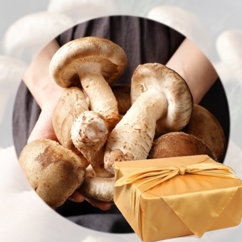 [선물세트 실속형]아침뜰 포천송화버섯 1kg 무농약 국산배지 ,선물세트,(무료 배송)