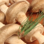 [선물세트 실속형]아침뜰 포천송화버섯 1kg 무농약 국산배지 ,선물세트,(무료 배송)